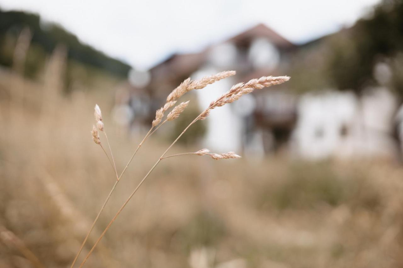 Winter-Nest Διαμέρισμα Todtnau Εξωτερικό φωτογραφία